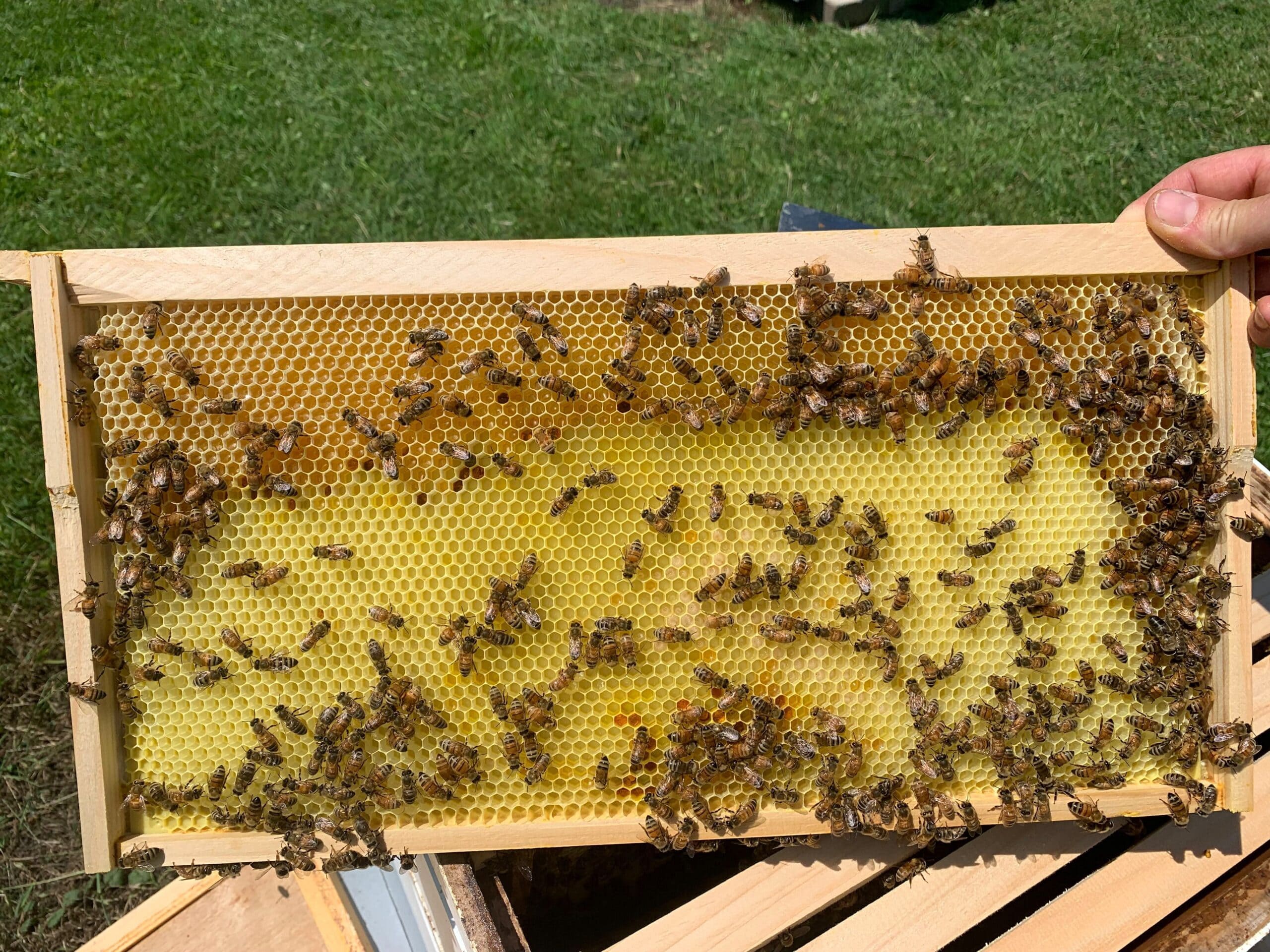 Beginning Beekeeping Easy Or Hard HoneyBee Babe Supply