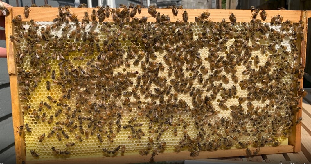 Sample Instructional Video: Recognizing a Healthy Brood Pattern ...